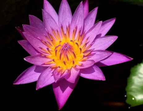 Android APP 二维码